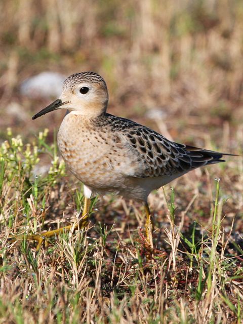 Buff-breasted Sandpiper